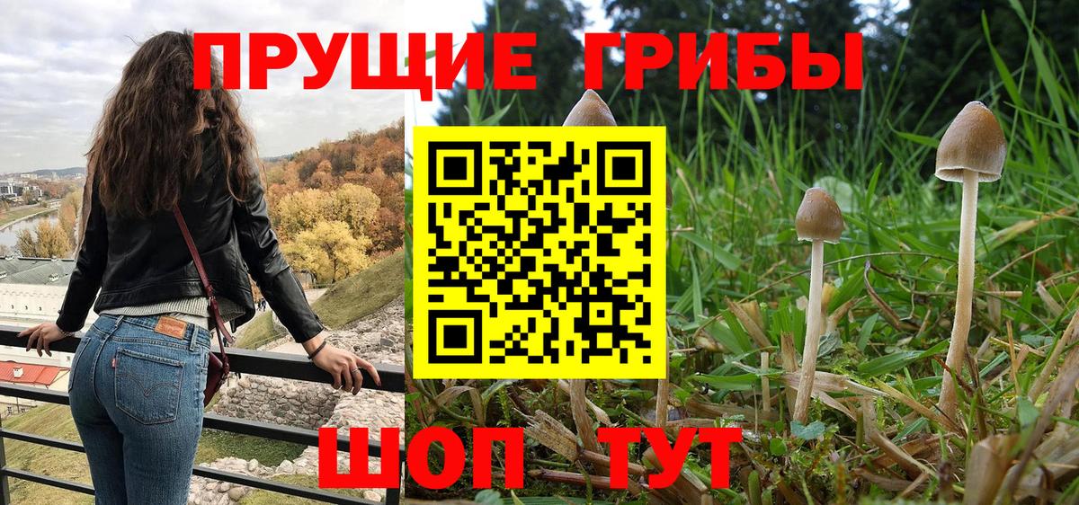 Кириши  Псилоцибиновые грибы ЛСД  Вход с VPN  Псилоцибиновые грибы Cubensis 